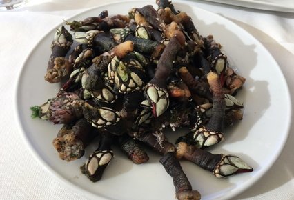 Percebes